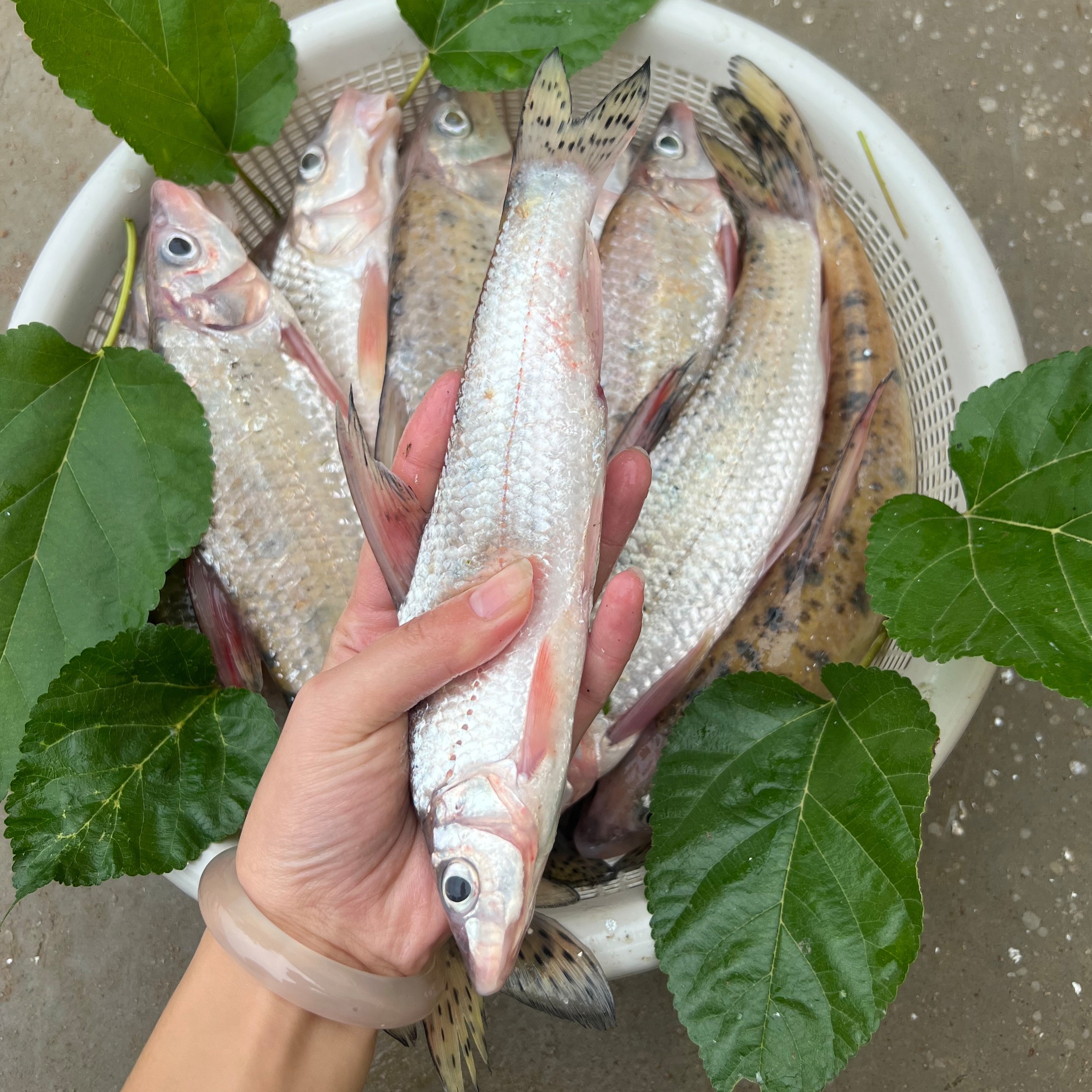 【1】花骨鱼+驼背鱼花姑娘鱼激浪鱼味鲜肉嫩顺丰快递