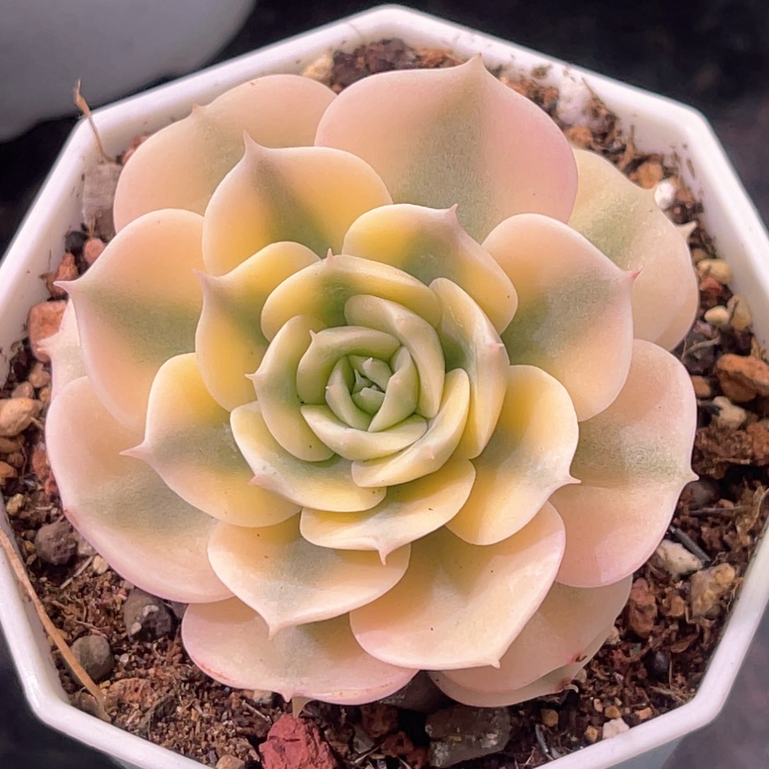 多肉特价格拉卡锦