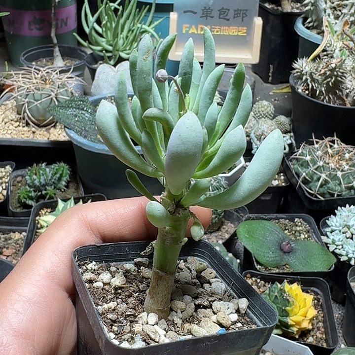 790卡拉菲厚敦菊带盆发货