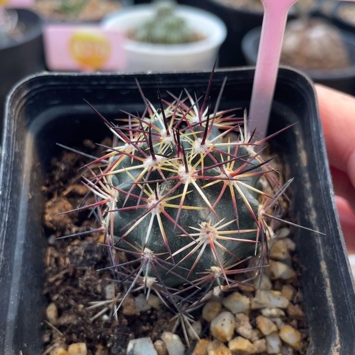 实生达氏青花虾3007