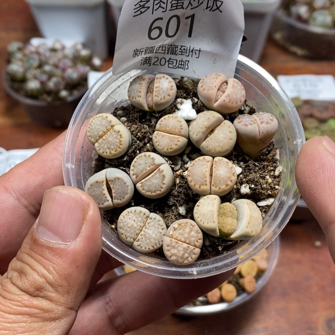 多肉蛋炒饭感谢您相伴601