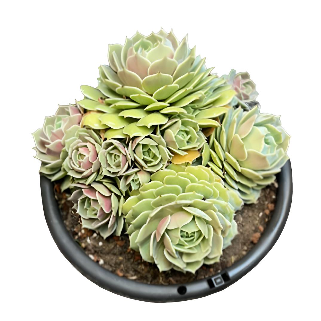 精控露娜莲（带土球发货28-30cm）粉紫多肉 多叶层控养盆栽