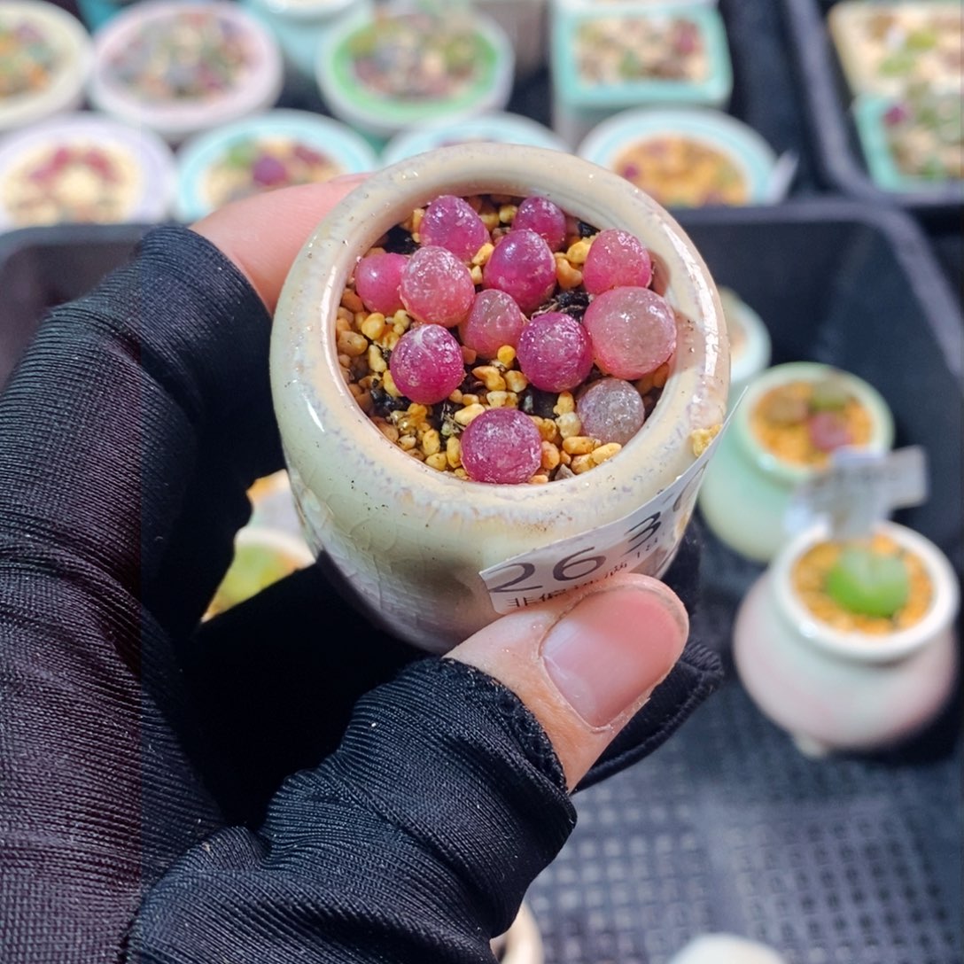 2630-一物一拍带盆