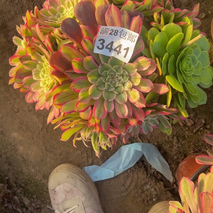 3441粉丝绒多肉植物