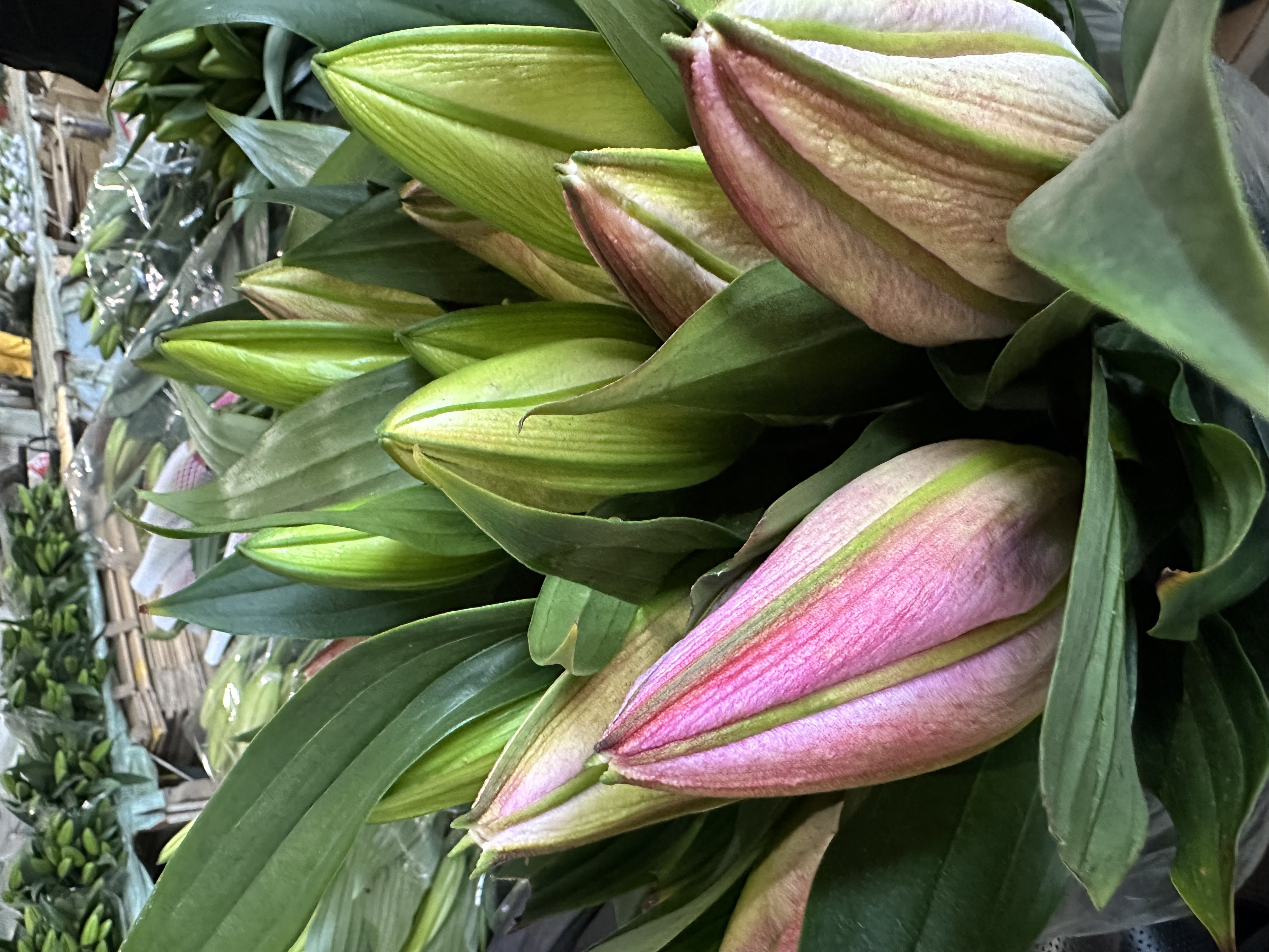 （粉天使百合）香水百合东北鲜花基地直发顺丰包邮