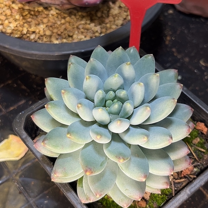 星月菩提多肉植物773