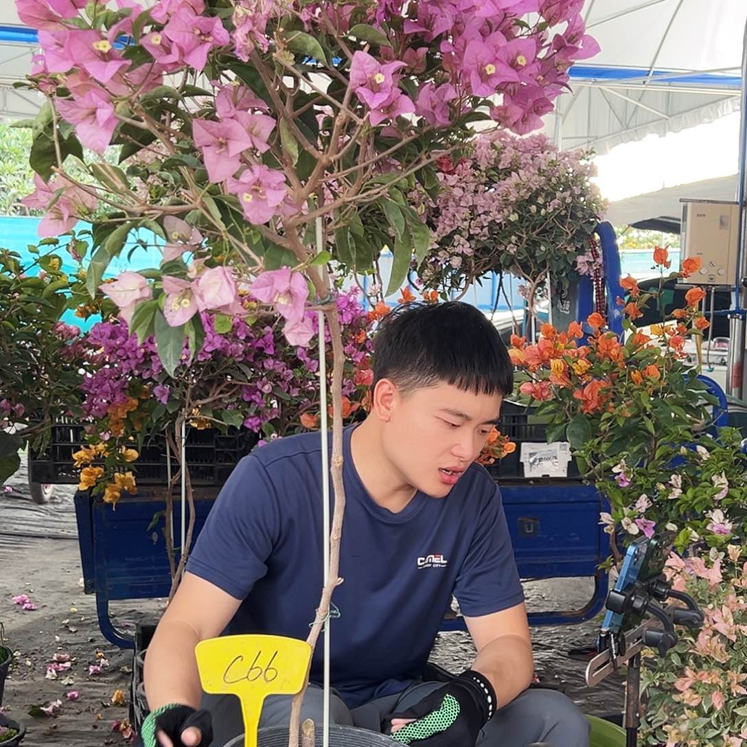 用***1大部分花苞少量开放C66赛佛里