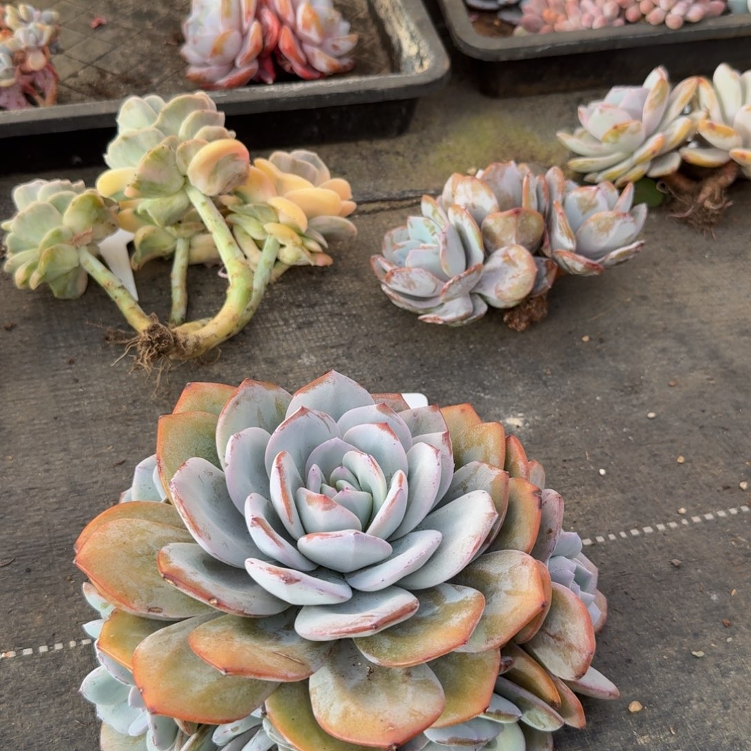 一物一拍11-30奶茶潜力股205