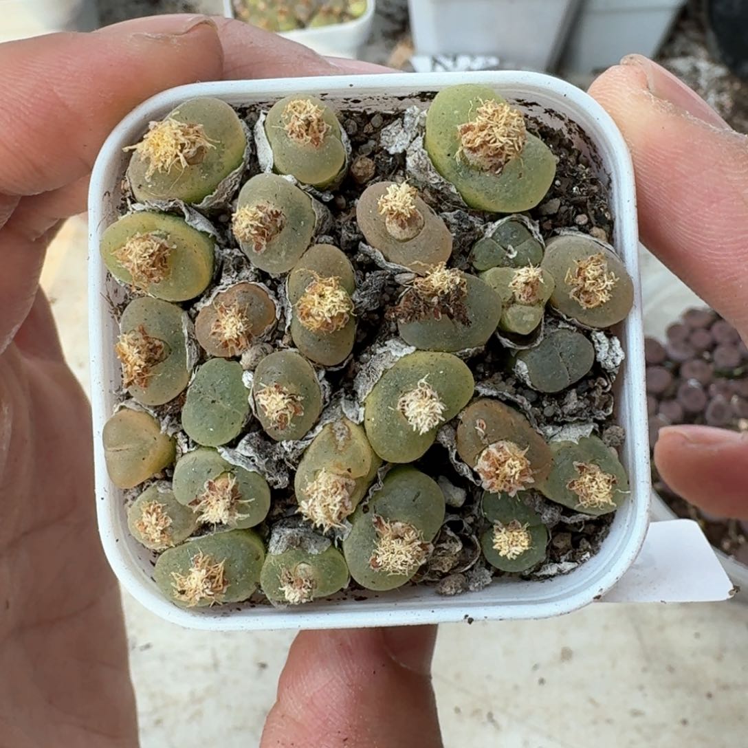 A93 小型O泡一盒