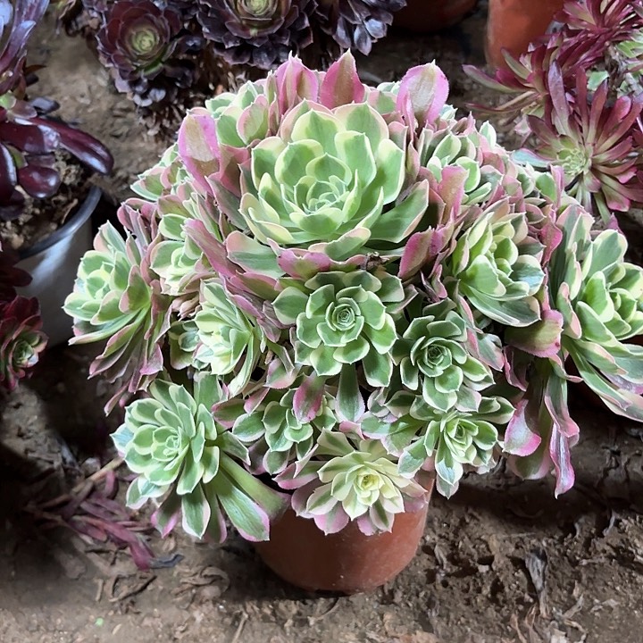 多肉植物法师白凤81