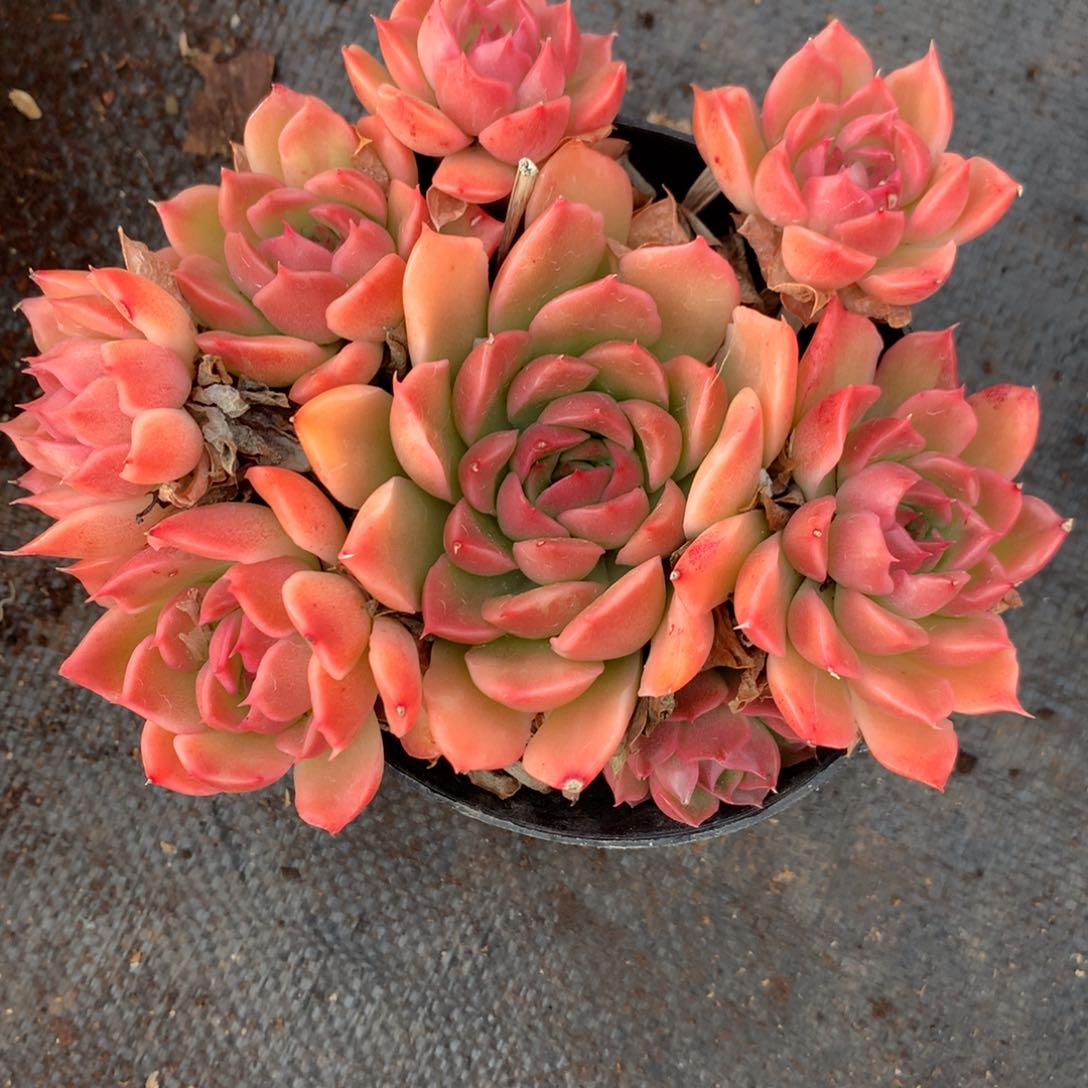 780杂交多肉14厘米