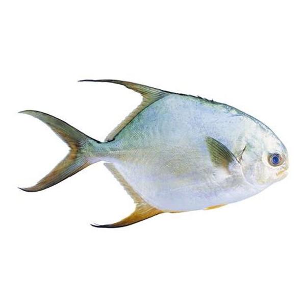 大鲳鱼500g