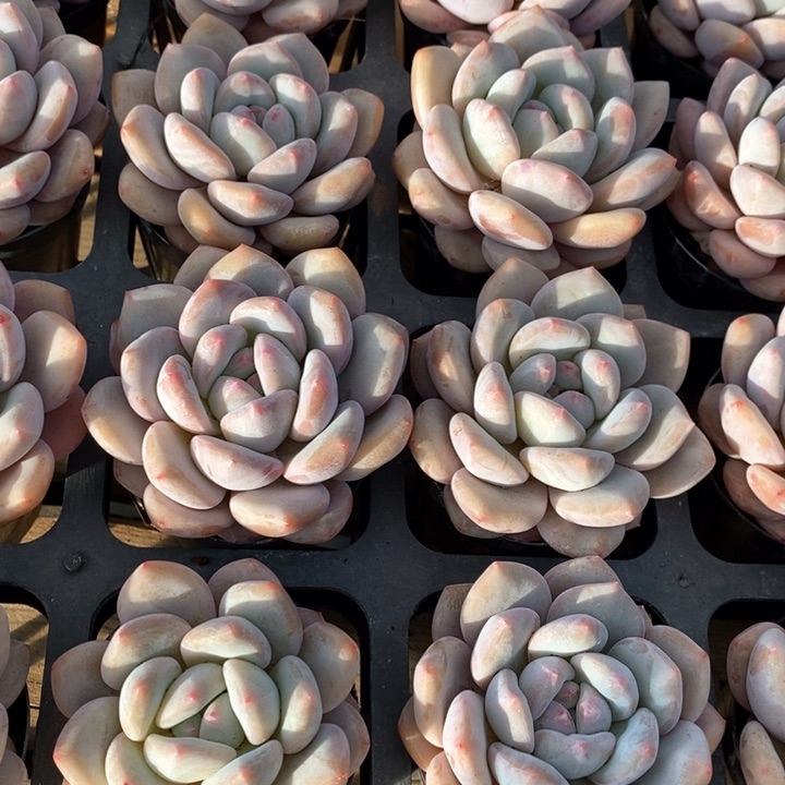 166。芬达美人。单头，