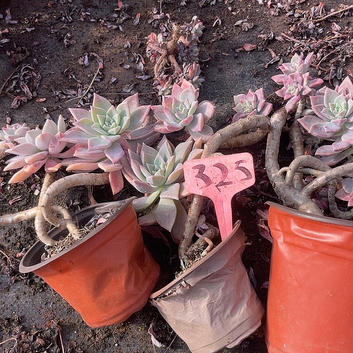 两单包邮，一物一拍，散，不售后325