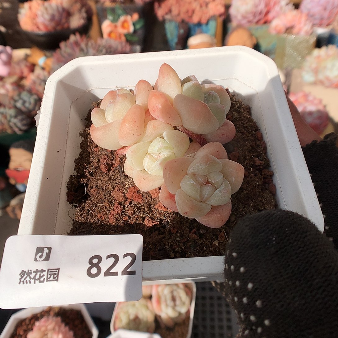 822冰玉多肉植物66663