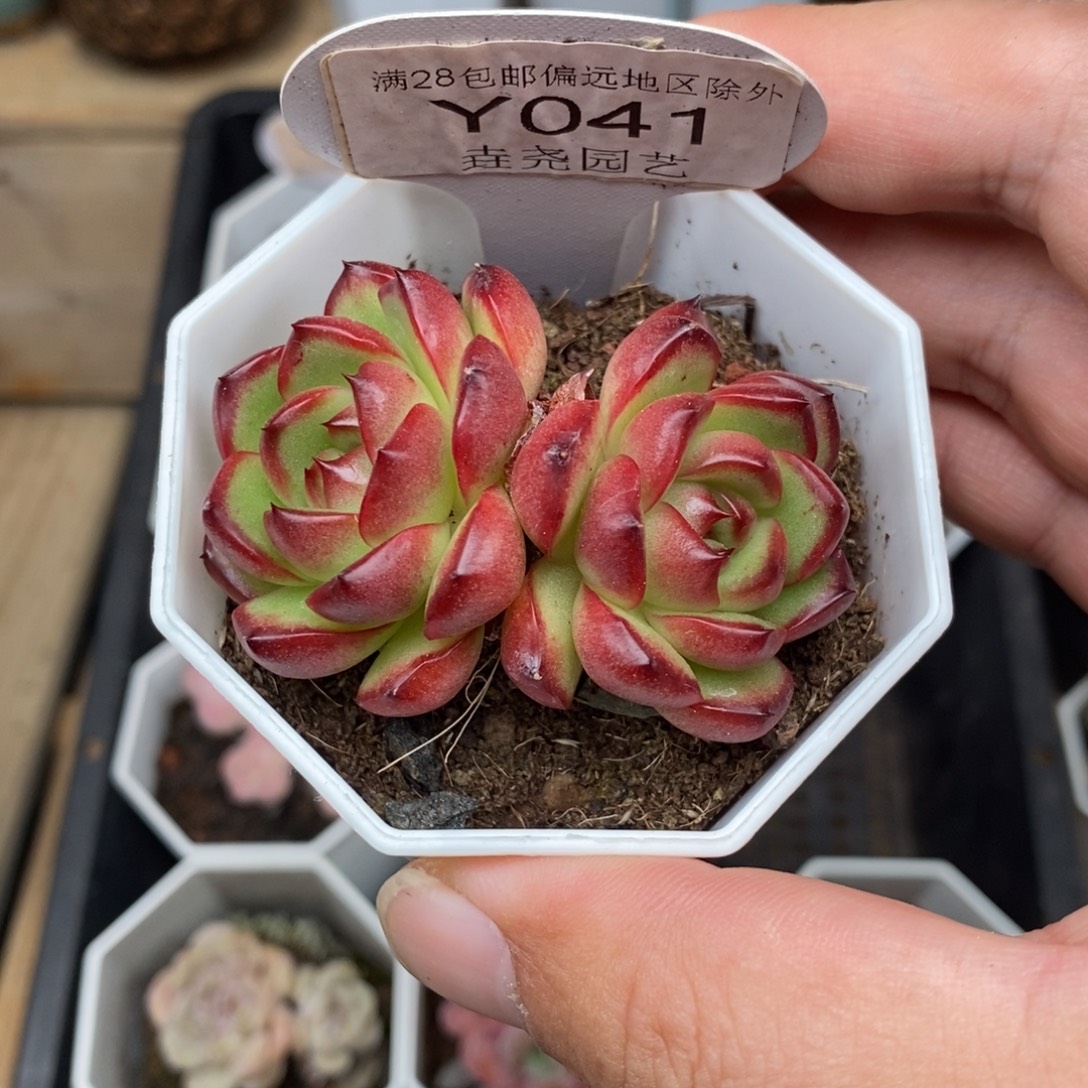 0041 万宝龙 5.5cm 