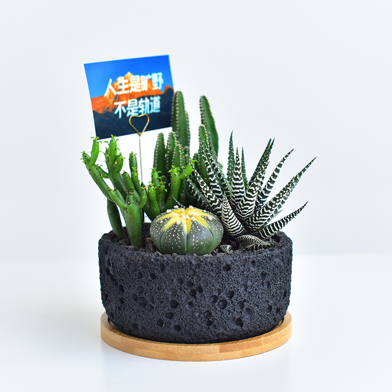 仙人掌盆栽组合多肉植物仙人球办公室内桌面绿植创意解压新手好养