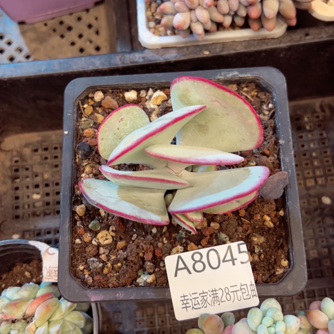 幸运的是我的朋友是我