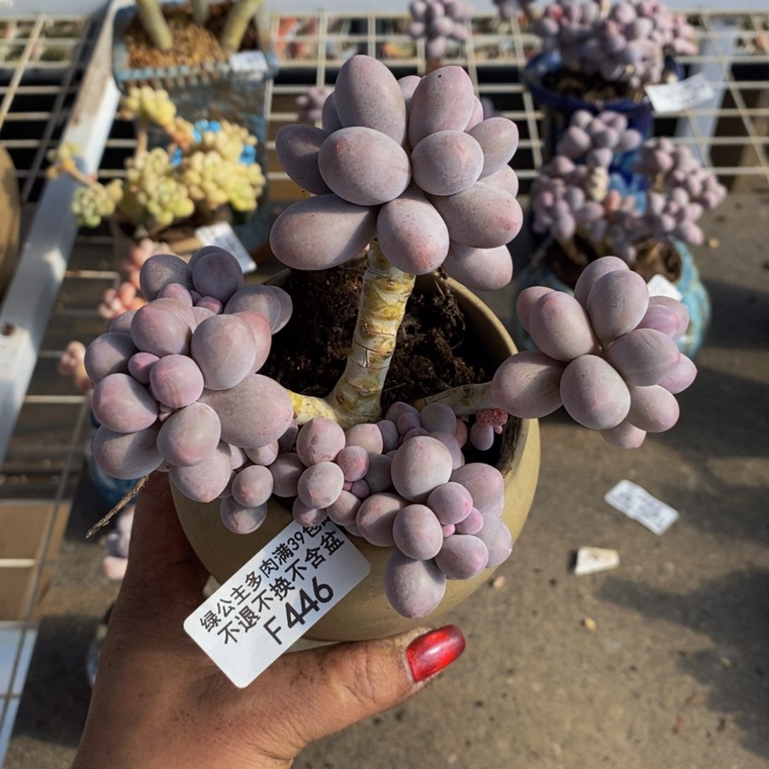 香水手指446/10c m