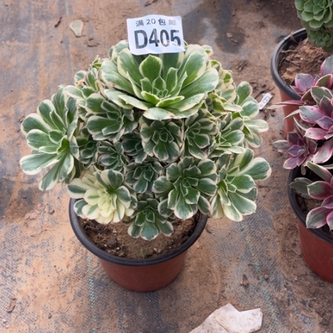 405迈巴赫不包断枝