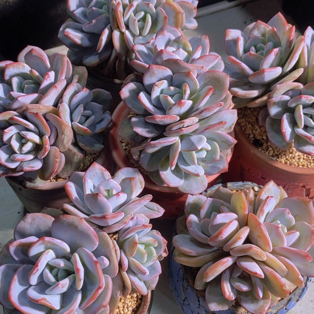 量拍21号 韩版老桩奶茶群一个