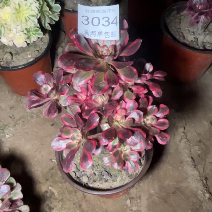 3034香奈的的的多