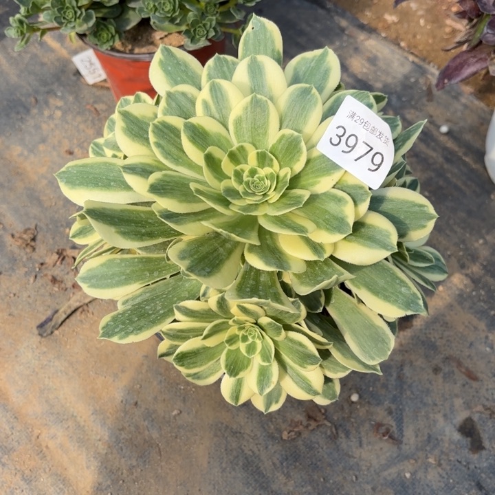 迈巴赫多肉法师3979