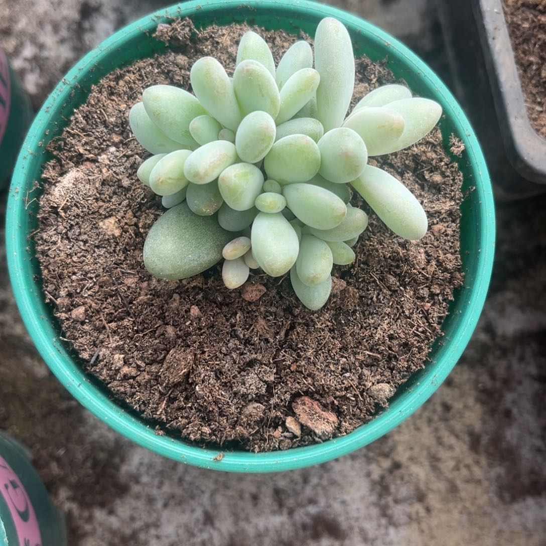 流***爵多肉植物企鹅多肉