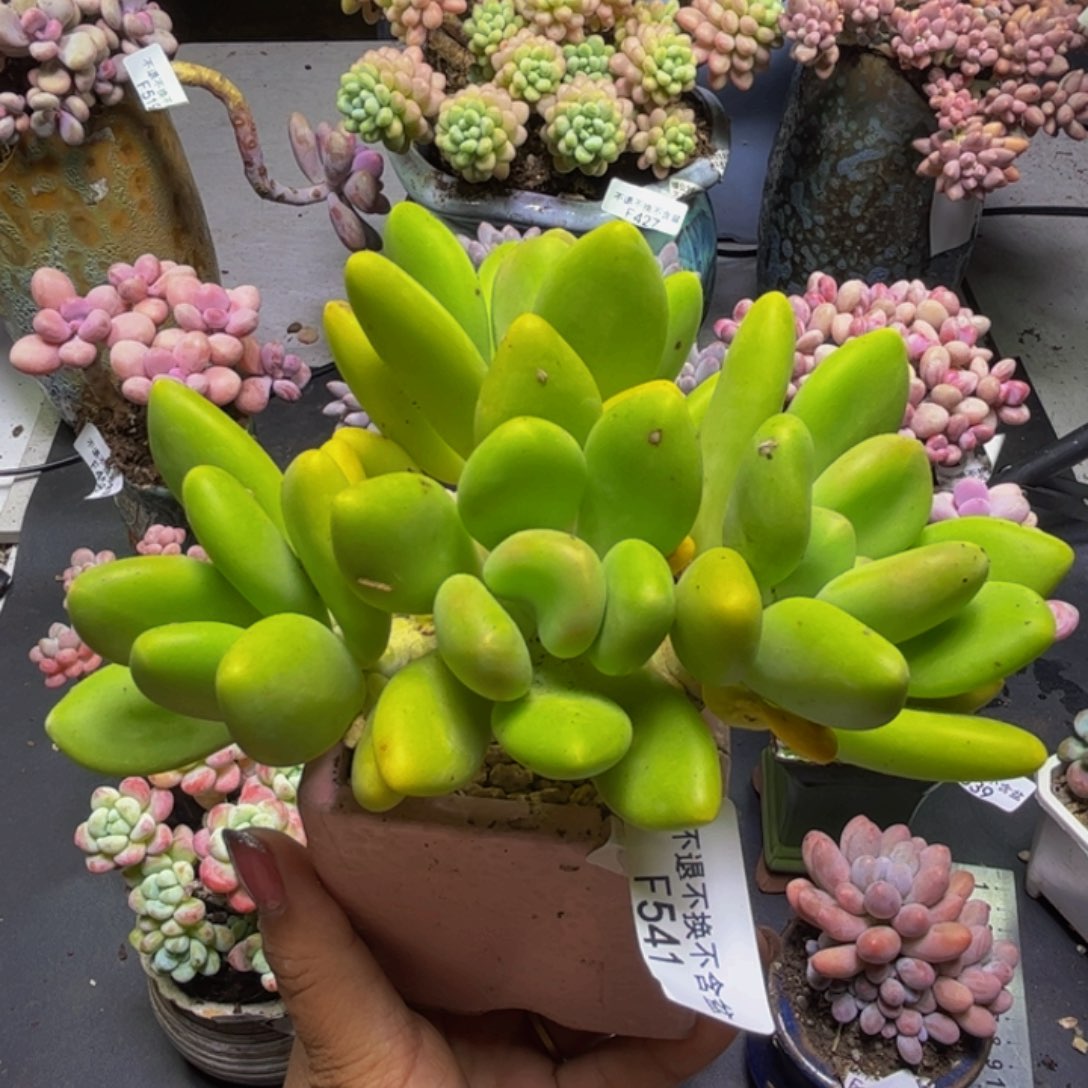 芒果奶酪541/12cm多肉