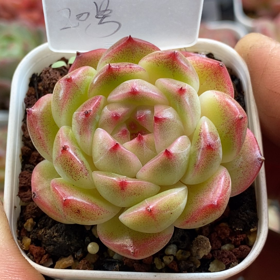 天官赐福百无禁忌