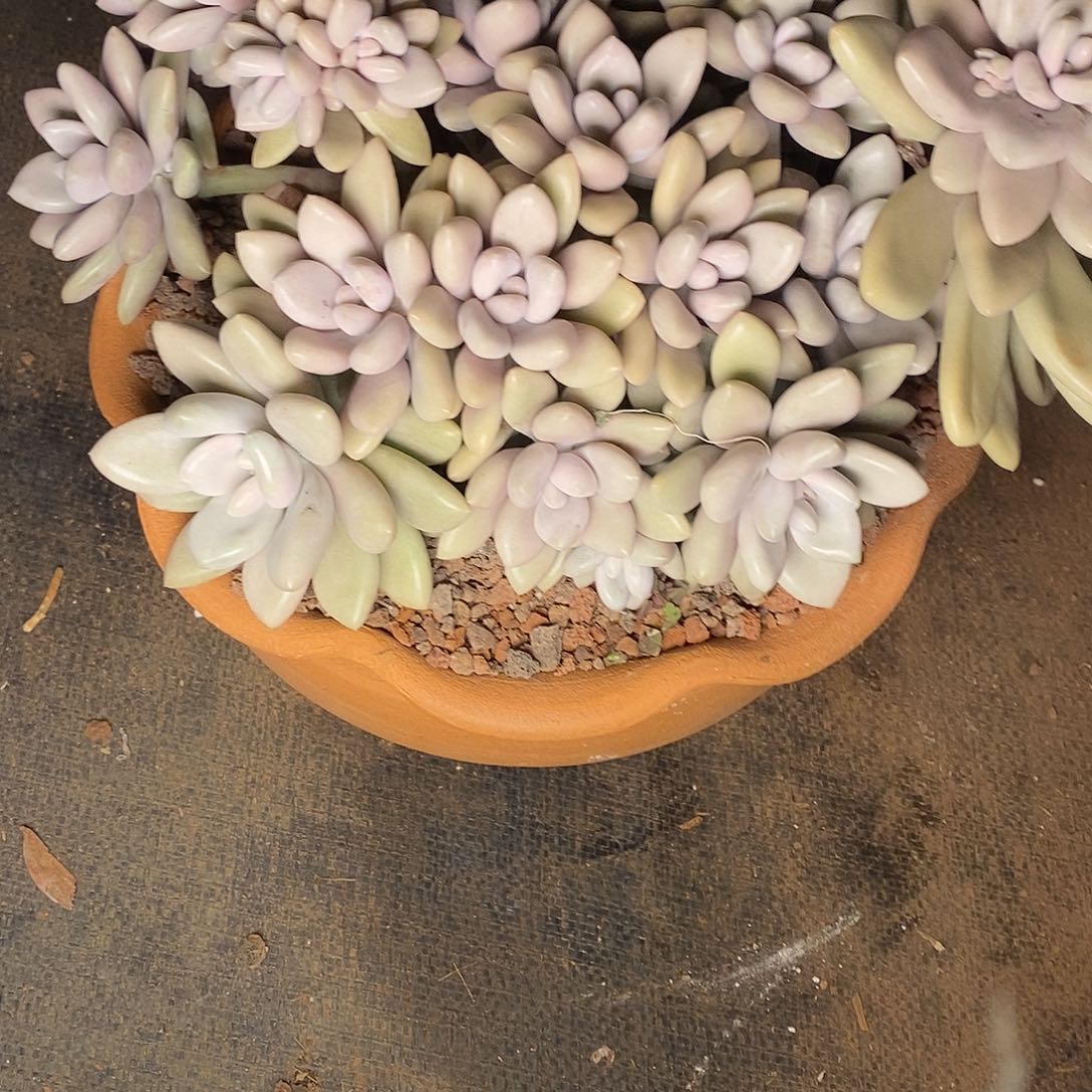 多肉植物原始虞美人