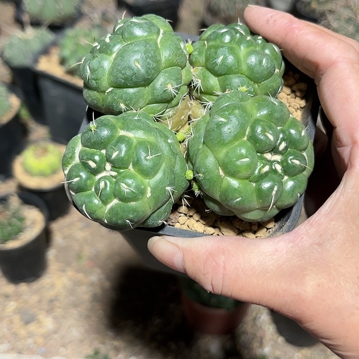 全部花朵老*1111111114111