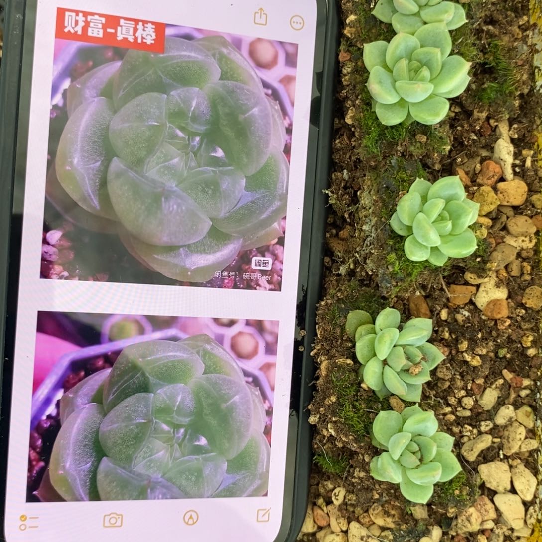 财富真棒苗一个多肉