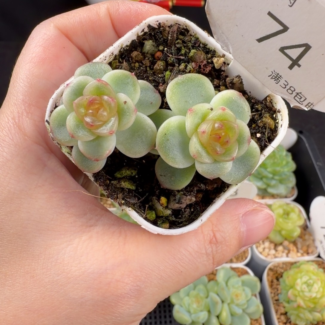 x7珍妮双头74号一颗