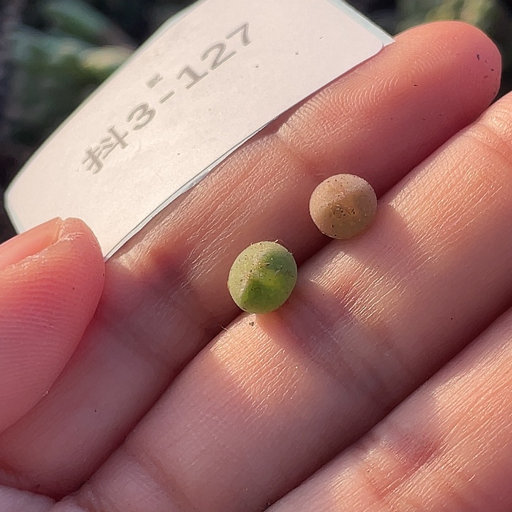 放***春3-127肉锥多肉植物