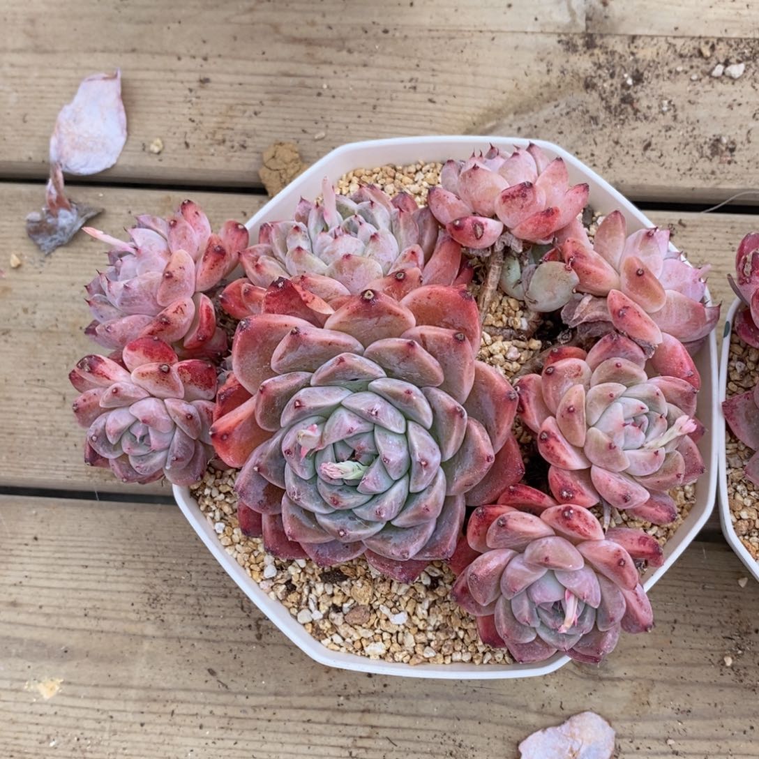 可问主播品种，下滑链接更多品种多肉选择-51