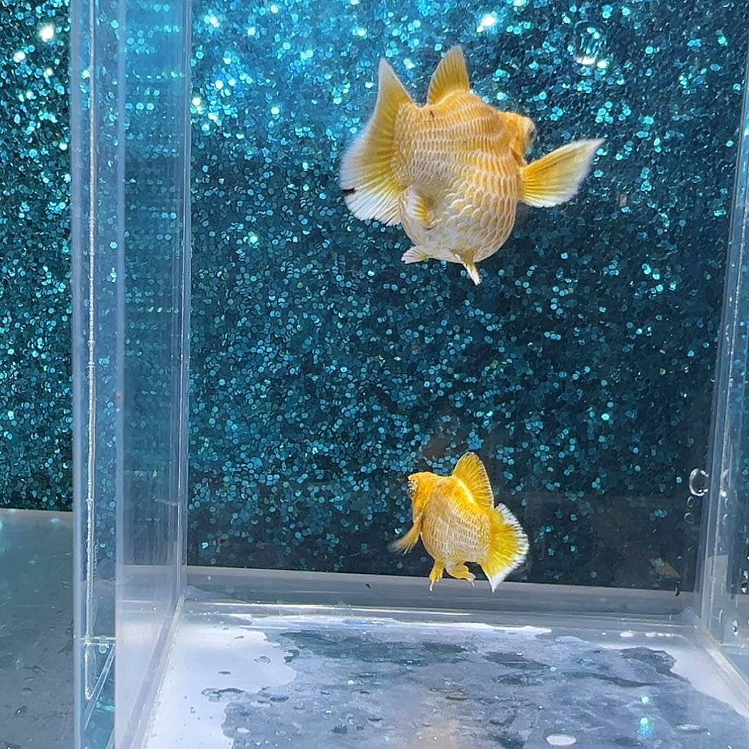 孔雀鱼黄金玛丽一对002