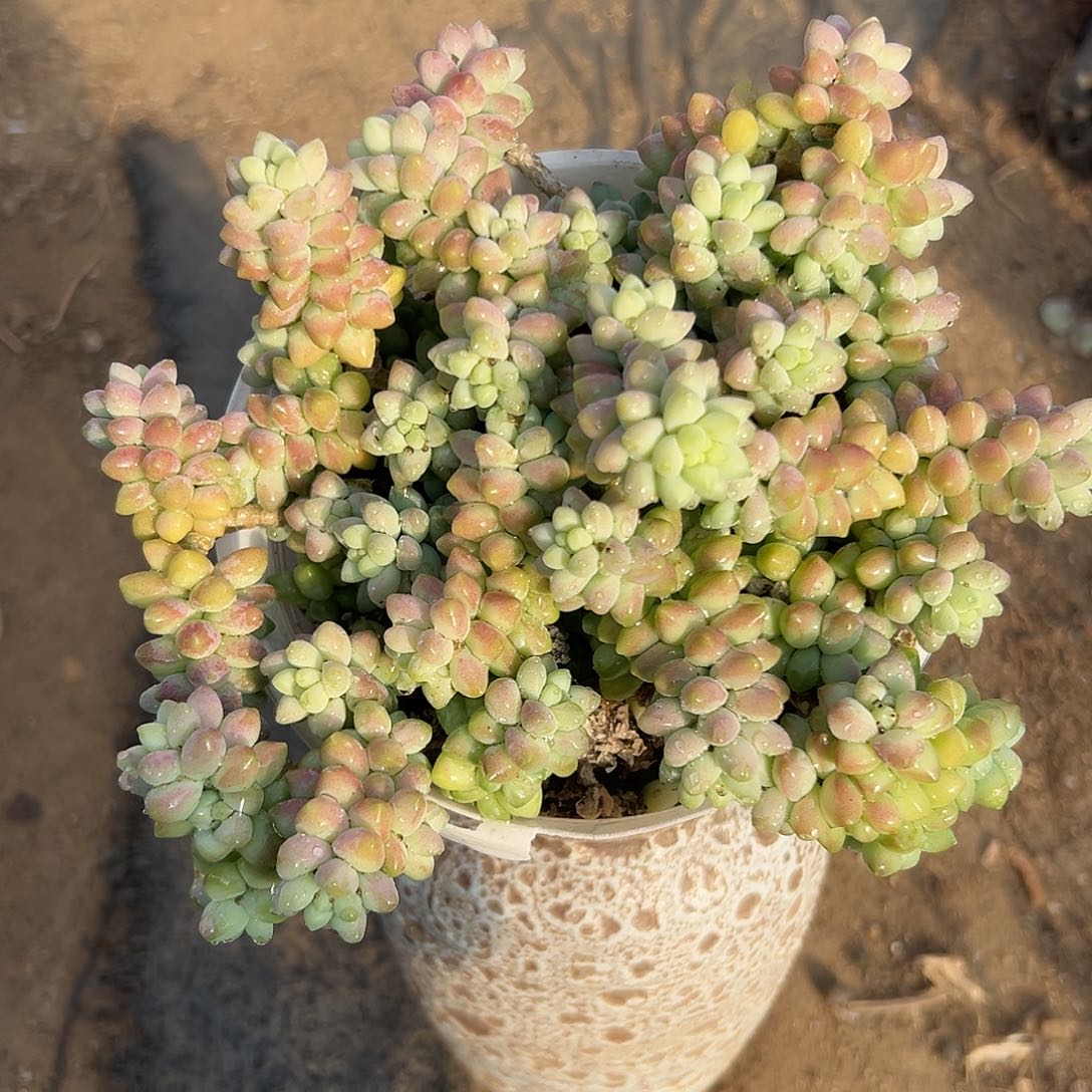 多肉植物玉坠群生