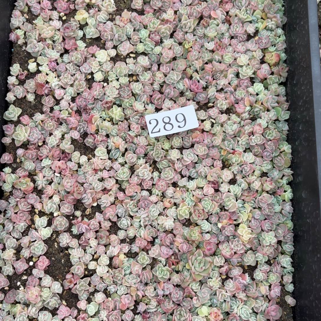 大***鹿多肉植物多肉植物289