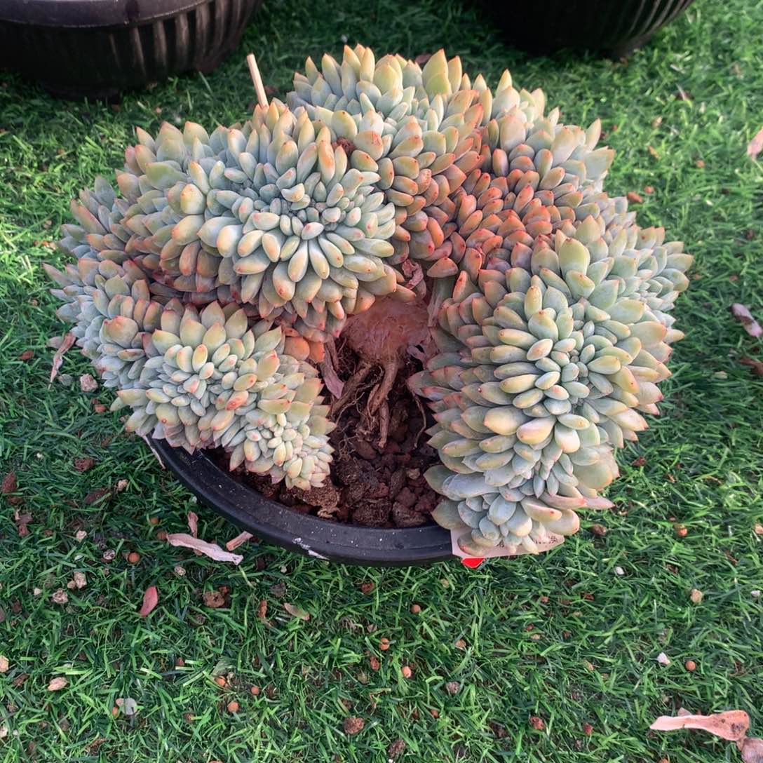 059橙子11111111111微瑕