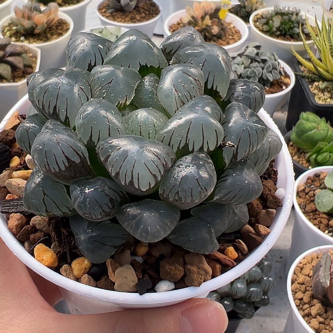 孔明灯玉露十二卷多肉植物
