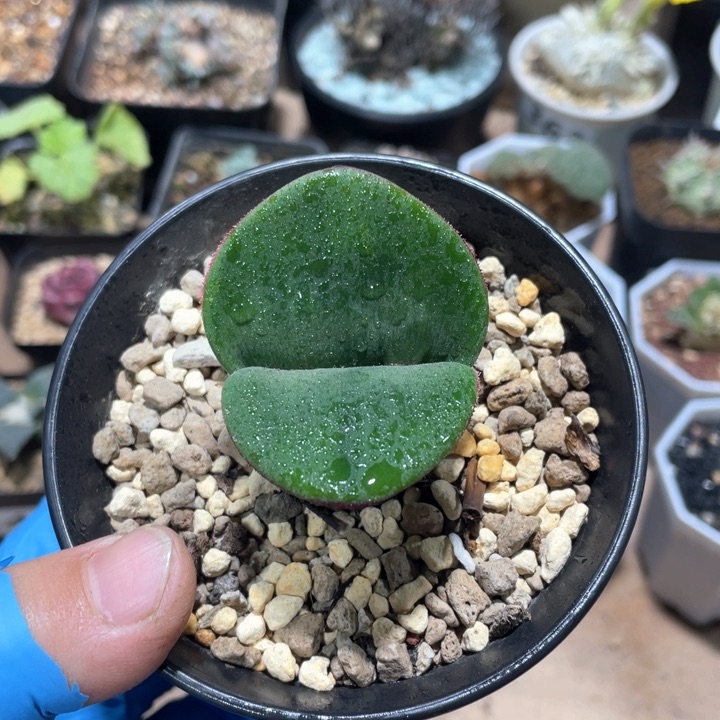 441产地阔叶血莲块根