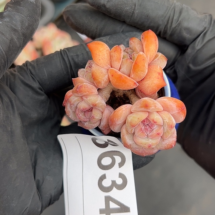 3634，五头星影带盆发的时候