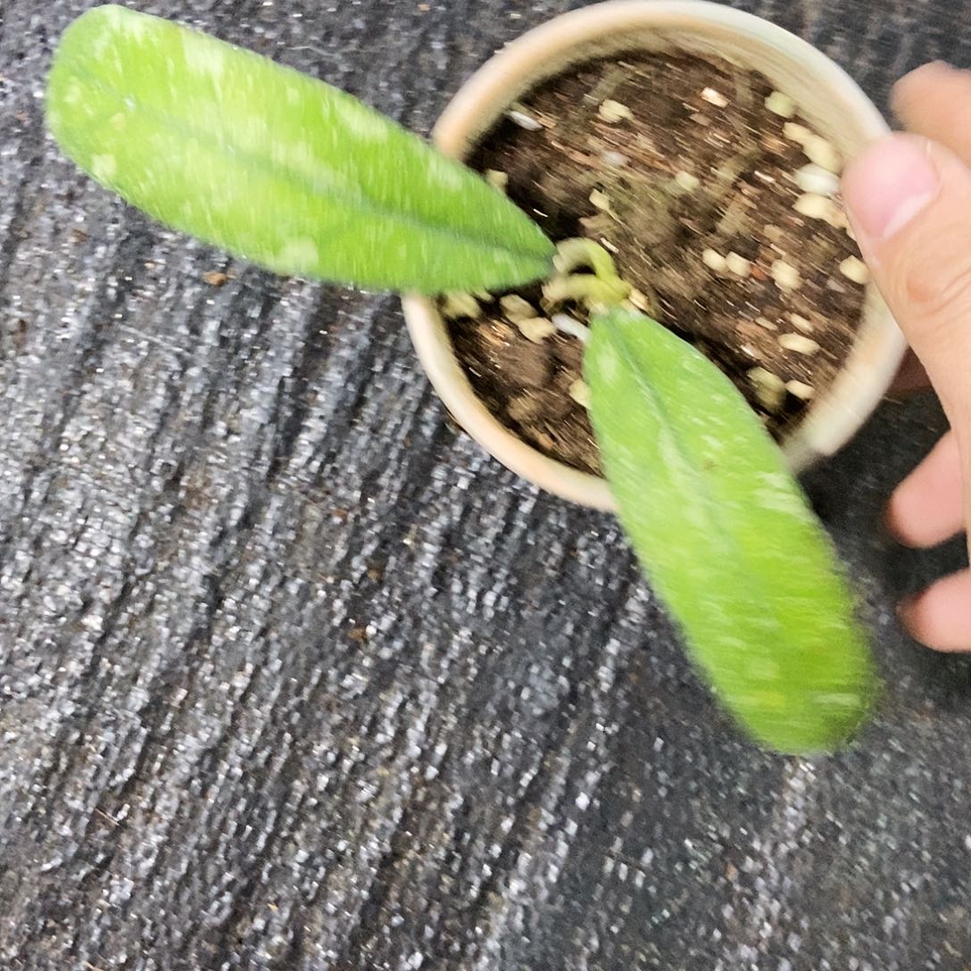 完全开放苏门答腊岛飞溅29