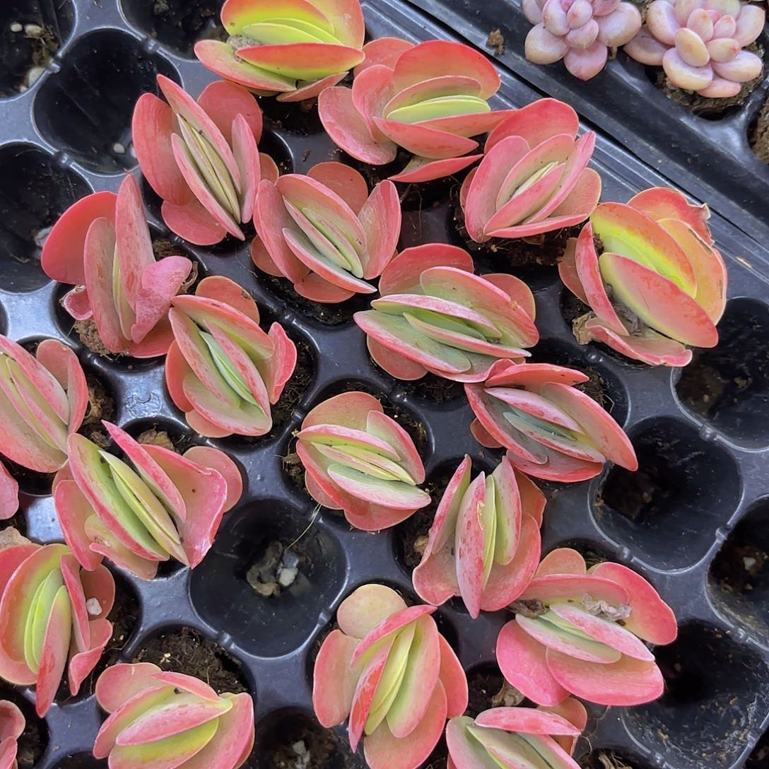 唐寅一颗量拍1111