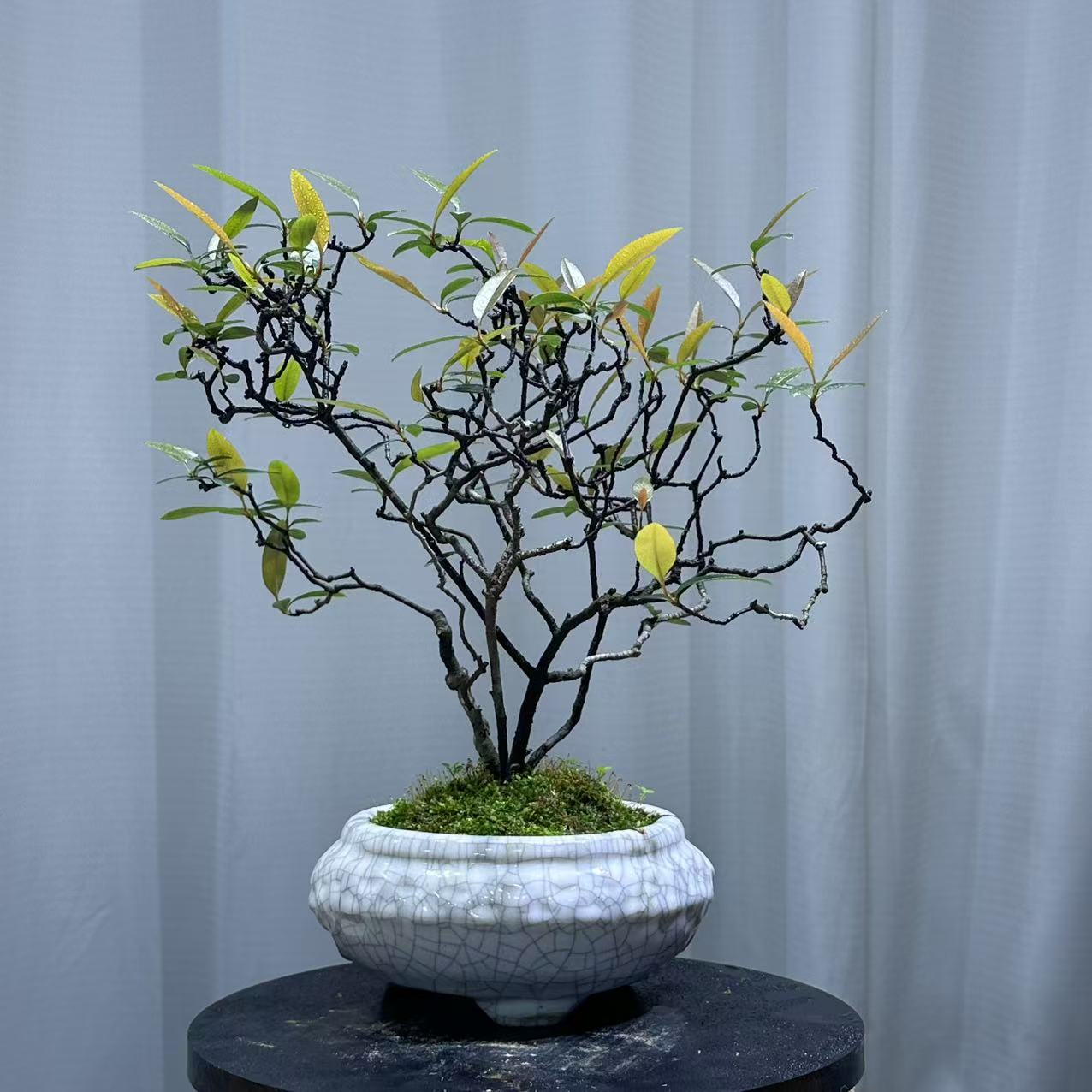 弯弯绕绕枝条海岛春花