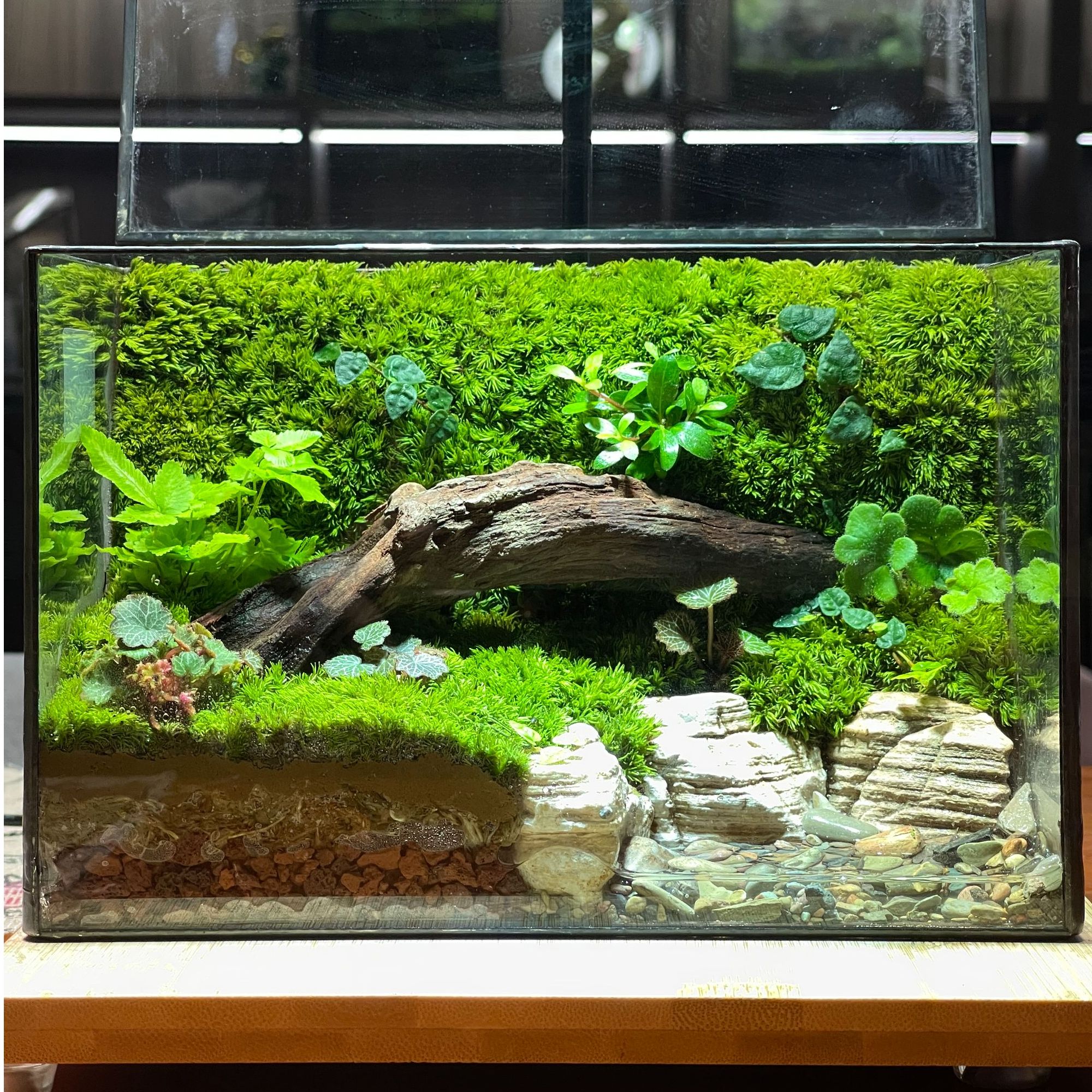 几木清云[水屿]定制微景观生态缸可养小蟹树蛙