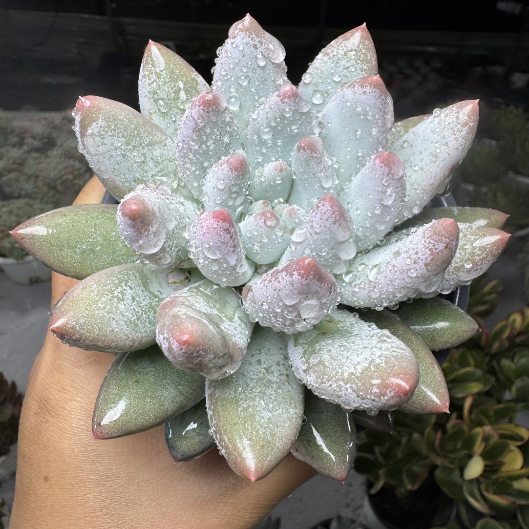  所罗门以直播标准为主满15包邮不满到付