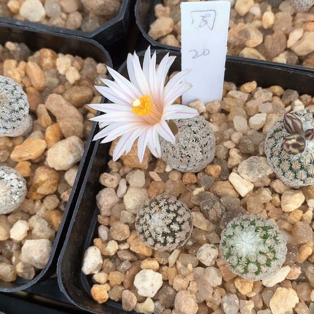 周花花花花花花花花花花