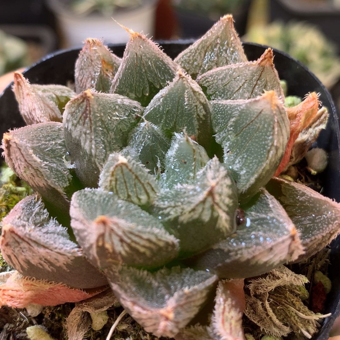 白狐狸带盆土发货